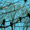 冬の空、青（いつもの公園で2013）