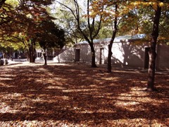 続、何時もの公園にて5