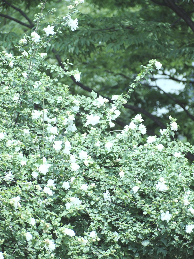 2012 summer 日常風景29