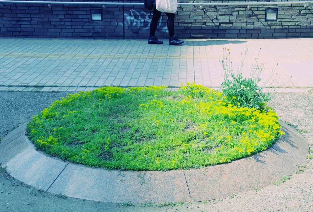 公園の風景～花壇～