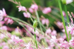 行く春に～つぼみ