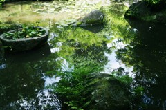 新緑の池Ⅴ