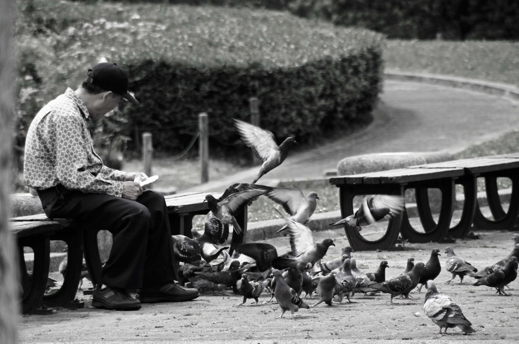 おじさんと鳩