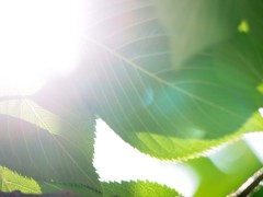 2012 summer