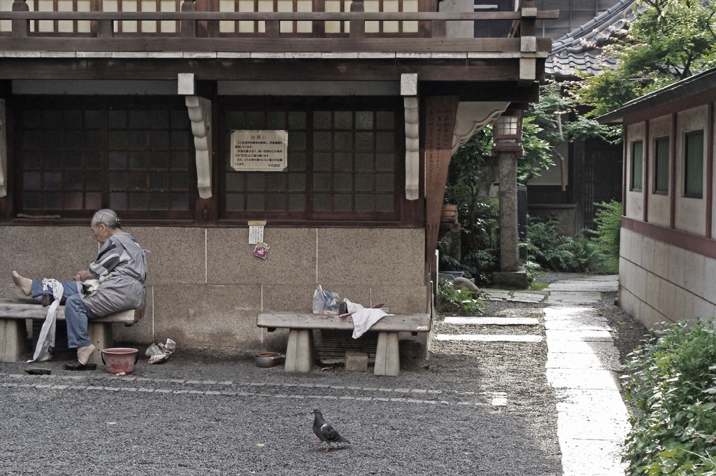 おばあちゃんと寝娘（ネコ）と鳩