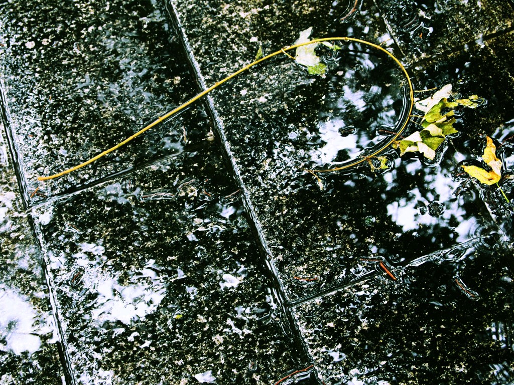 昨日の雨