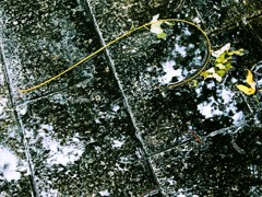 昨日の雨