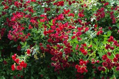 小さな薔薇