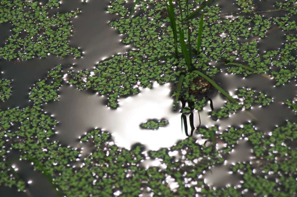 光の浮草