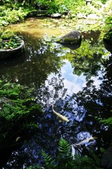 新緑の池Ⅷ