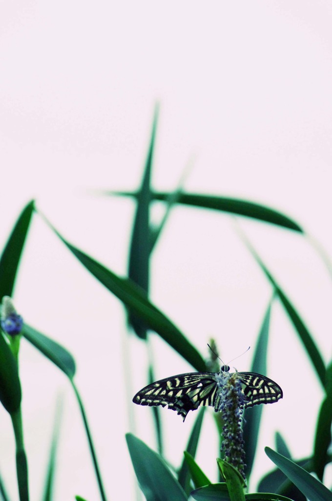春の終わりと蝶