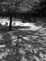 続、何時もの公園にて3