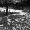 続、何時もの公園にて3