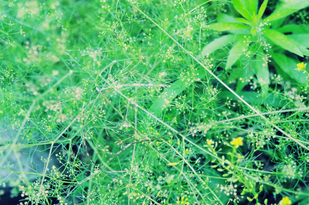 行く春に～野花