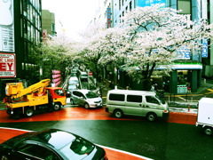 東京の桜　昼Ⅱ