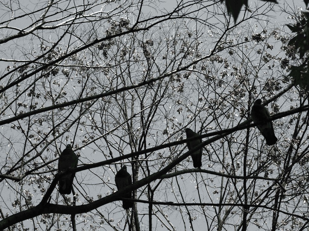 冬の空、灰（いつもの公園で2013）