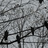 冬の空、灰（いつもの公園で2013）