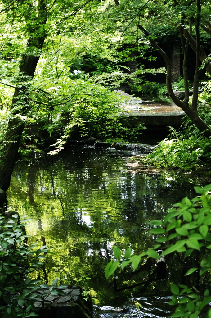 新緑の池Ⅺ