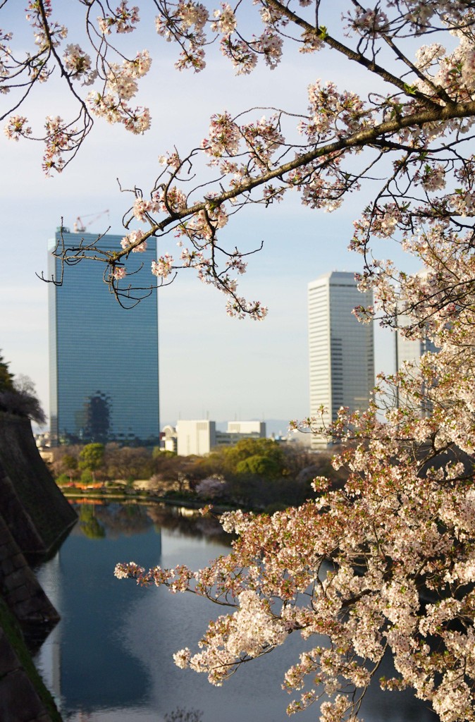 堀の桜