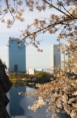 堀の桜