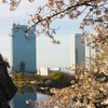 堀の桜