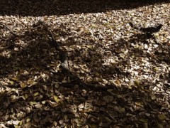 何時もの公園にて2