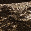 何時もの公園にて2