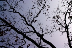 模様