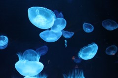 Black&Blue