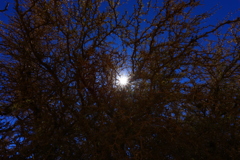 トゲトゲの中の太陽