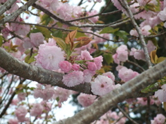 八重桜