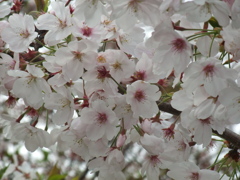 ソメイヨシノ2