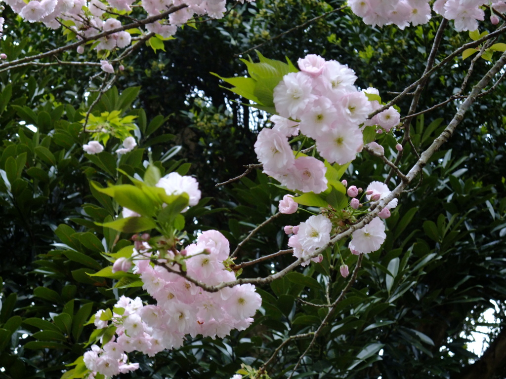 八重桜2