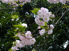 八重桜2