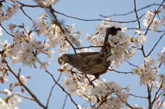 桜とヒヨドリ
