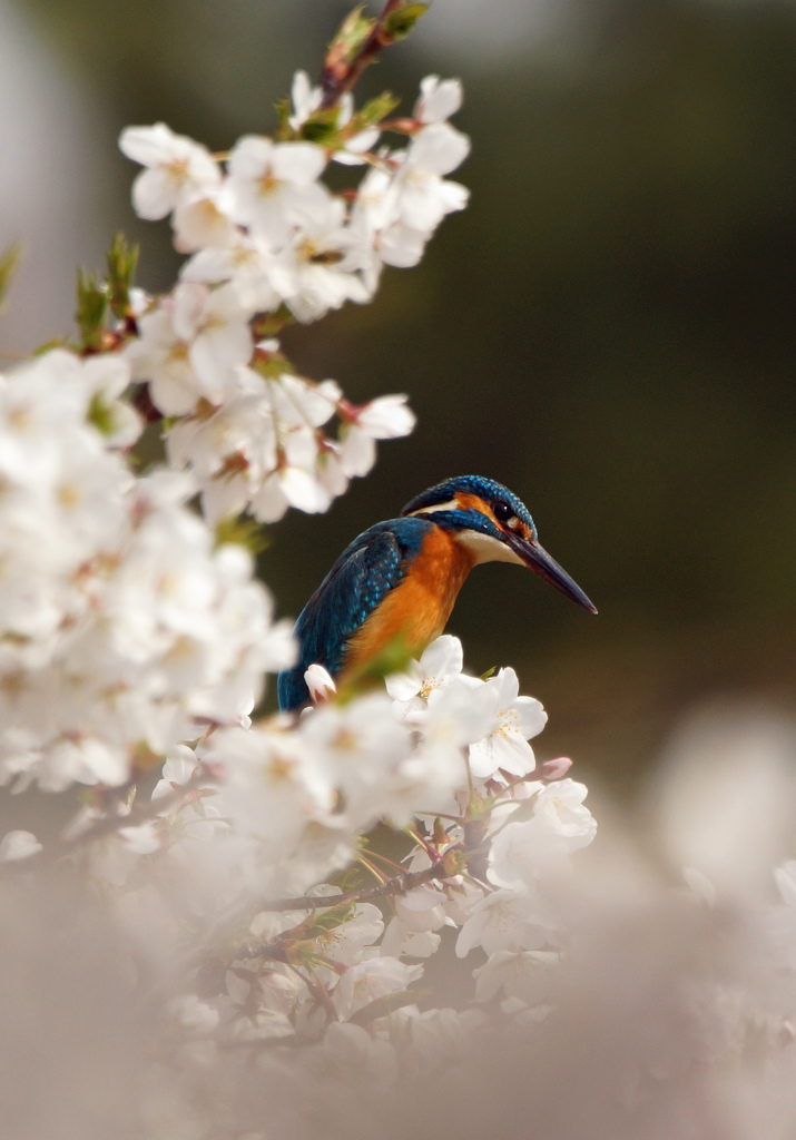 桜とカワセミ