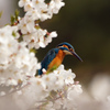 桜とカワセミ