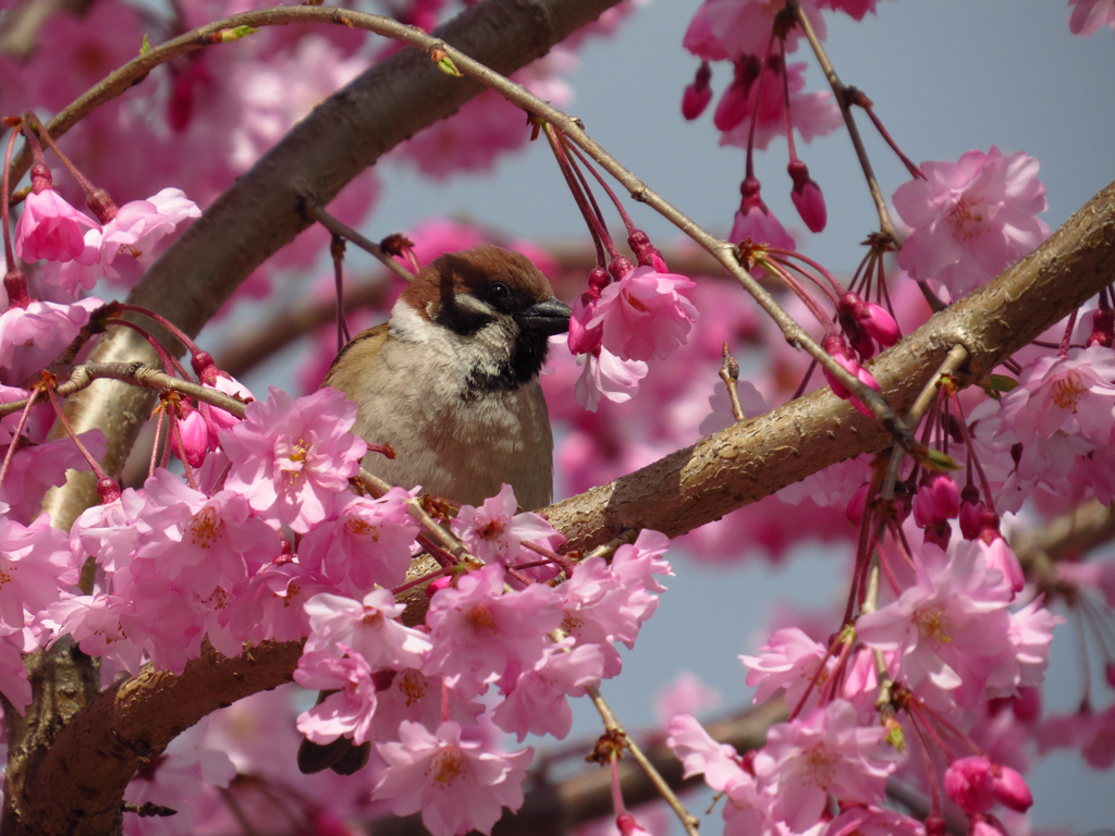 満開の垂れ桜に囲まれたスズメ
