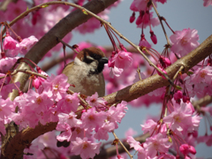 満開の垂れ桜に囲まれたスズメ