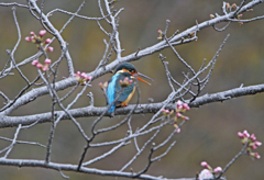 桜のつぼみとカワセミ（２）