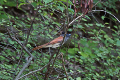 サンコウチョウ