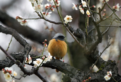 ほころびかけた梅の花に来たジョウビタキ