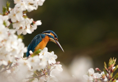 桜とカワセミ（２）