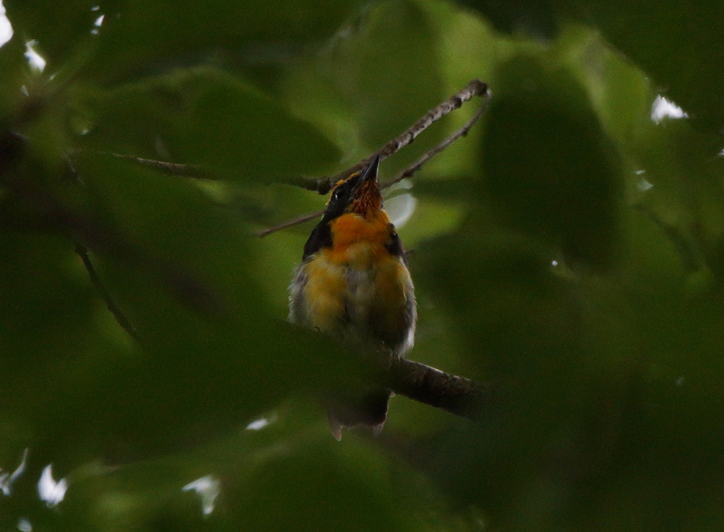 キビタキの若鳥