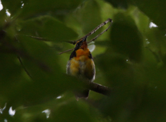 キビタキの若鳥