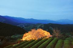 遠山桜ライトアップ