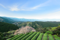 遠山桜