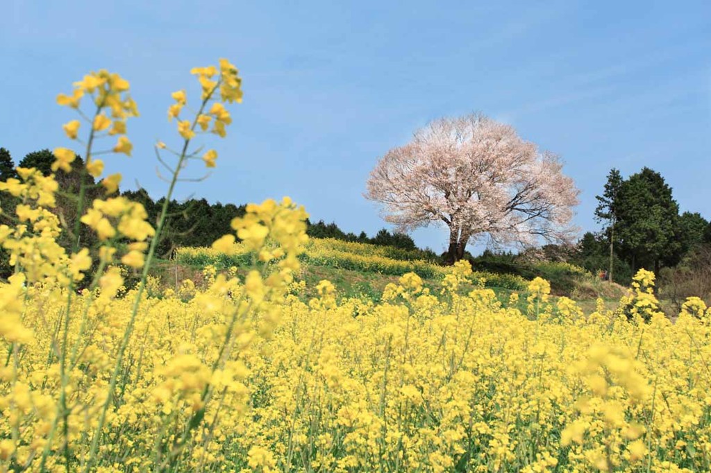 馬場の山桜