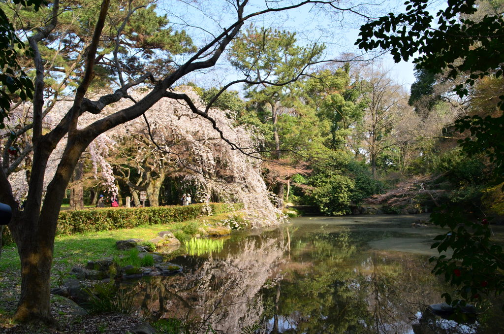 枝垂れ桜
