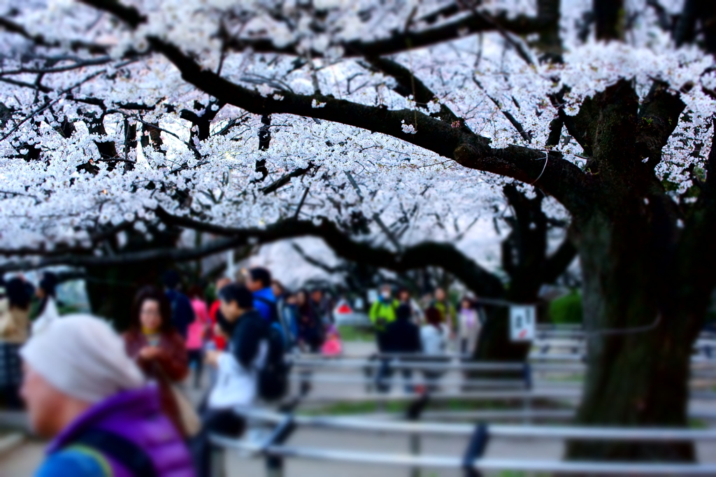 満開の賑わい